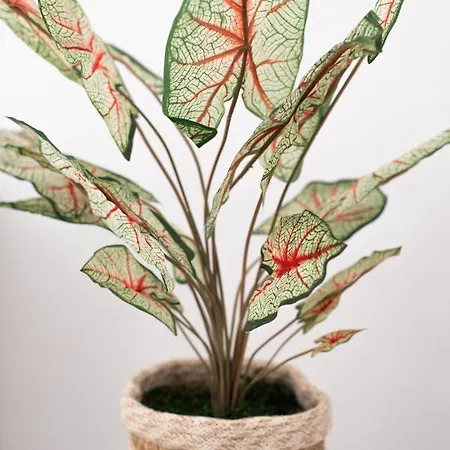 Sole Blu One Apartment *